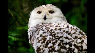 Miniature : Nature=Futur ! Le cou des oiseaux