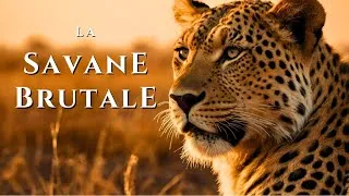 Miniature : SAVANE AFRICAINE | Le Monde Sauvage des Prédateurs les Plus Brutaux | DOCUMENTAIRE ANIMALIER 4K