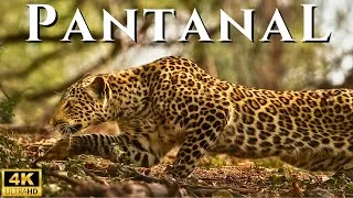 Miniature : PANTANAL SAUVAGE | Prédateurs Silencieux au Cœur de l’Amérique du Sud | DOCUMENTAIRE ANIMALIER 4K