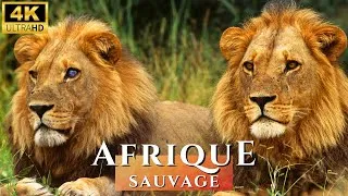 Miniature : AFRIQUE BRUTALE | Entre Prédateurs et Proies | DOCUMENTAIRE ANIMALIER 4K