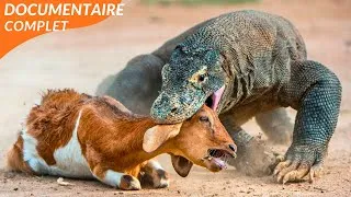 Miniature : INDONÉSIE SAUVAGE | Terre d’Animaux Insolites et de Dragons | DOCUMENTAIRE ANIMALIER 4K