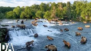 Miniature : Migration des Saumons en Alaska: Le Voyage le Plus Dangereux | DdA