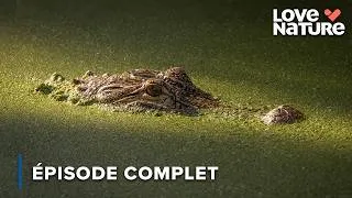 Miniature : Les Crocodiles Attendent Leur Heure | Survivre à l'état sauvage 101