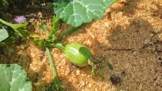 Miniature : potager en juillet 2026 #potager