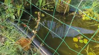Miniature : Promenade matinale à Saint Hilaire de Brens #promenade #nature #ballade