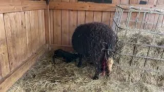 Miniature : Le mouton est nidifuge