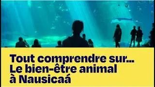 Miniature : Tout comprendre sur... le bien-être animal à Nausicaá