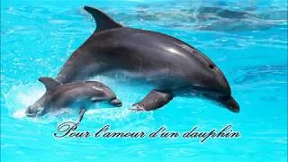 Miniature : Daphniele -  Pour l'amour d'un dauphin Paroles/Lyrics