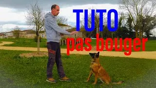 Miniature : Apprendre le pas bouger a son chien/chiot !?
