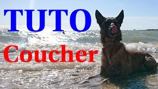 Miniature : TUTO : Apprendre le coucher à son chien/chiot !?