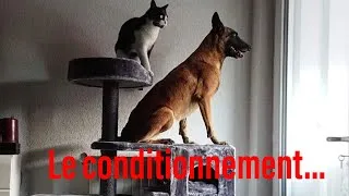 Miniature : Le conditionnement chez le chien ! Bon ou Mauvais...?
