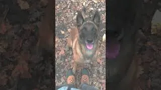 Miniature : Le malinois et le travail 🐶 🐾 💪 🔥