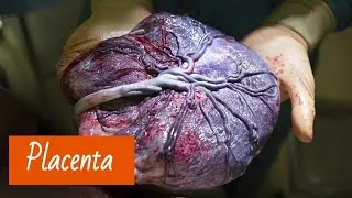 Miniature : Le Placenta: définition, structure, rôle, pathologie | cours pour sage femme 1 er année