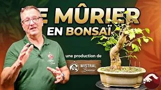 Miniature : Une croissance FLASH en 9 mois : Le potentiel fou du Mûrier en Bonsaï ! 🌱 NEJIKAN BONSAI 🌱