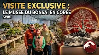 Miniature : Korea Bonsai Museum : La visite incontournable pour un Bonsaïka à Séoul ! 🌱 NEJIKAN BONSAI 🌱