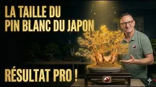 Miniature : Maitrisez la taille du Pin Blanc du Japon au Printemps 🌱 NEJIKAN BONSAI 🌱