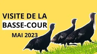 Miniature : Visite de l'élevage : on fait le tour des enclos avec les oies, les canes, les poules, les dindes...