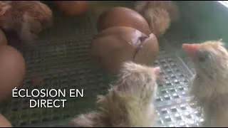 Miniature : Naissance et premières minutes de vie d'un poussin : la dure lutte pour sortir de la coquille !