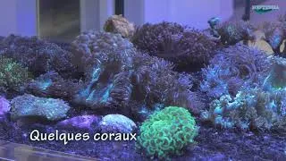 Miniature : Les arrivages de la semaine