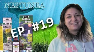 Miniature : NEPTUNEA Vlog EP19 - Les plantes aquatiques