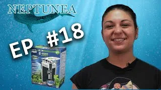 Miniature : NEPTUNEA Vlog EP18 -  La filtration dans un aquarium d'eau douce