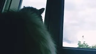 Miniature : Mélancolie du Printemps, le Chat et ses questions existentielles