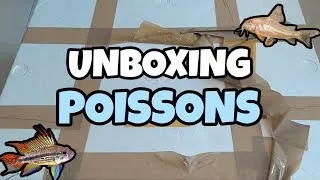 Miniature : UNBOXING DE POISSONS de chez IKTUS AQUA