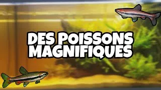 Miniature : LES PREMIERS POISSONS DE MON AQUARIUM 120L / Nannostomus beckfordi, tanichtys albonubes