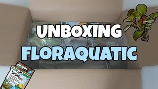 Miniature : UNBOXING COLIS FLORAQUATIC ( Plantes et matériel)