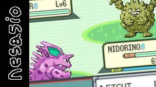 Miniature : nidorino et moi contre le monde entier (c'est pokémon émeraude avec un randomizer)