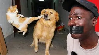 Miniature : NE RIS SURTOUT PAS DEVANT CES ANIMAUX 🤣🚫