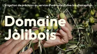 Miniature : L'irrigation de précision au service d'une huile d'olive bio d'exception - Domaine Jòlibois