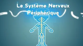 Miniature : Neurolexique #3 - Le Système Nerveux Périphérique
