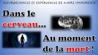 Miniature : Neurosciences et Expériences de Mort Imminente