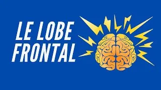 Miniature : Le Lobe Frontal - Neuroscience Pour Tous