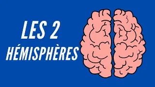 Miniature : Les 2 Hémisphères du Cerveau - Neuroscience Pour Tous