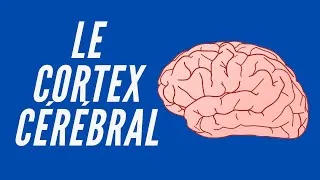 Miniature : Le Cortex Cérébral - Neuroscience Pour Tous