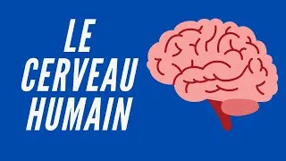 Miniature : Le Cerveau Humain - Neuroscience Pour Tous