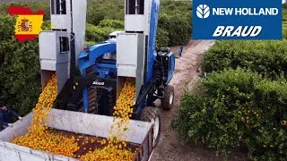Miniature : 🍊 Peut-on récolter des ORANGES avec une VENDANGEUSE ? 🤔 Découvrez-le ici !