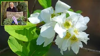 Miniature : TOUT SUR LE BUISSON DE PERLES, ARBUSTE DE PRINTEMPS SANS PROBLÈME. Le Quotidien du Jardin N° 555