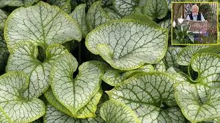 Miniature : MYOSOTIS DU CAUCASE (BRUNNERA) VIVACE DE L’OMBRE AUX FEUILLES D’ARGENT Le Quotidien du Jardin N° 554