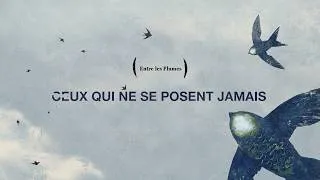 Miniature : (Entre Les Plumes) 90 secondes pour tout savoir sur le Martinet noir en poésie