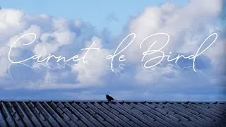 Miniature : 2025 en 365 sec... Euh... 25 oiseaux 🕊️
