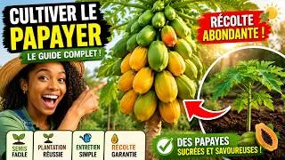 Miniature : Récolte de papayes : la méthode pour obtenir des fruits plus gros et plus sucrés