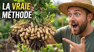 Miniature : Vous Cultivez mal vos Cacahuètes ! Voici la Vraie Méthode