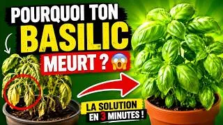 Miniature : Pourquoi Votre Basilic Meurt ? La Vraie Raison et Comment le Sauver