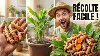 Miniature : Comment cultiver du curcuma chez soi facilement du rhizome à la récolte