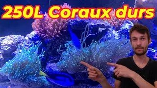 Miniature : Présentation aquarium eau de mer 250L coraux durs