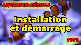 Miniature : Comment démarrer un aquarium eau de mer tuto -  transfert bac récifal