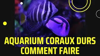 Miniature : Tuto aquarium eau de mer coraux durs 250L Présentation et questions réponses aux commentaires
